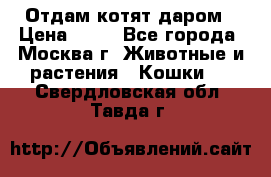 Отдам котят даром › Цена ­ 10 - Все города, Москва г. Животные и растения » Кошки   . Свердловская обл.,Тавда г.